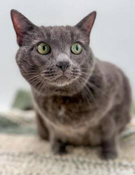 Domestic Short Hair Cats Available for Adoption in Bowling Green, Kentucky - Chip | PetCurious
