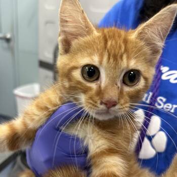 Sumba -  Domestic Short Hair Cat for Adoption in Greensboro, North Carolina - Sumba | PetCurious