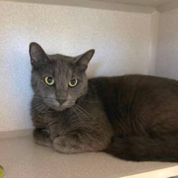 Luke -  Domestic Short Hair Cat for Adoption in Washougal, Washington - Luke | PetCurious