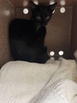 Kim K -  Domestic Short Hair Cat for Adoption in Sevierville, Tennessee - Kim K | PetCurious