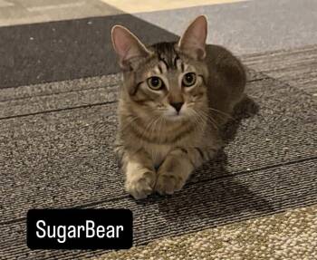 Sugar Bear and Sweet Pea -  Tabby Cat for Adoption in St. Peters, Missouri - Sugar Bear And Sweet Pea | PetCurious
