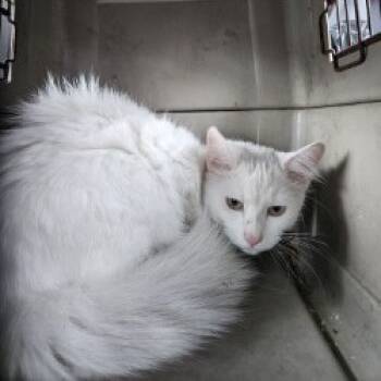 Rescue Domestic Long Hair Cats for Adoption in Lake Jackson, Texas - Casper | PetCurious