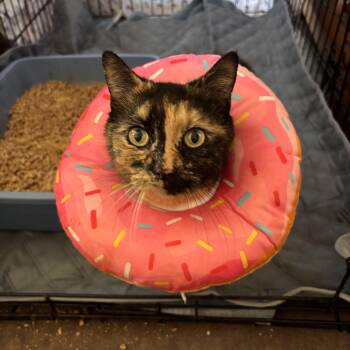 Larissa -  Domestic Short Hair Cat Available for Adoption in Clifton, New Jersey - Larissa | PetCurious