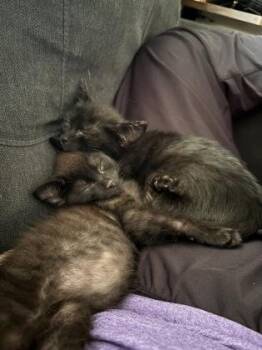 Redwood -  Domestic Short Hair Cat for Adoption in Chamblee, Georgia - Redwood | PetCurious