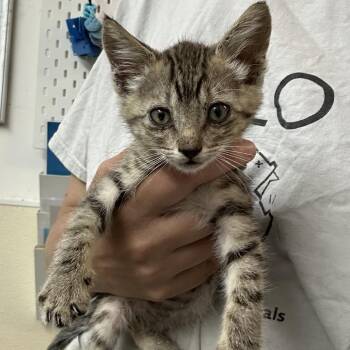 KAI -  Domestic Short Hair Cat for Adoption in Richmond, California - KAI | PetCurious