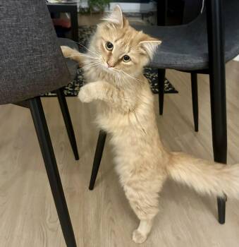 Peaches -  Domestic Medium Hair Cat for Adoption in Pickering, Ontario - Peaches | PetCurious