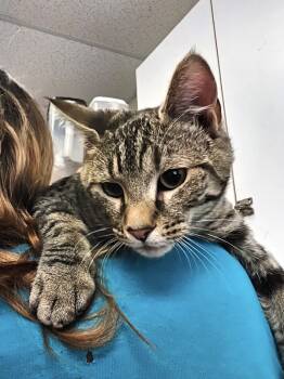 Rescue Domestic Short Hair Cats for Adoption in Salisbury, Maryland - Caribbean | PetCurious