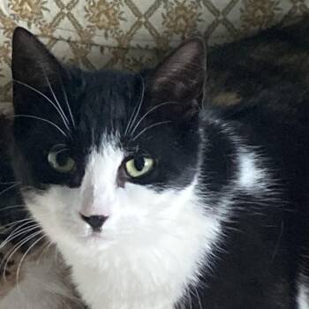 Domestic Short Hair Cats Available for Adoption - Mallorie  | PetCurious