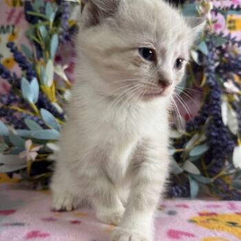 Islands in the Stream -  Domestic Short Hair Cat for Adoption in Toms River, New Jersey - Islands In The Stream | PetCurious