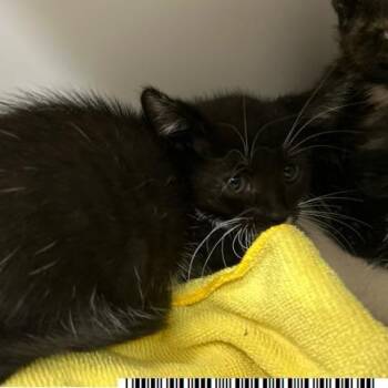 Chiffon -  Domestic Short Hair Cat for Adoption in West Palm Beach, Florida - Chiffon | PetCurious