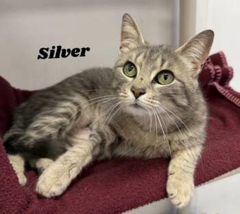 Silver -  Domestic Short Hair Cat for Adoption in Dunkirk, New York - Silver | PetCurious
