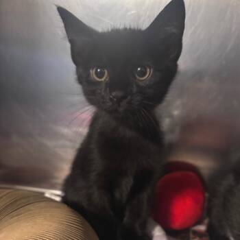 Chaider -  Domestic Short Hair Cat for Adoption in Belleville, Illinois - Chaider | PetCurious