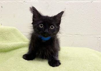KENNY -  Domestic Short Hair Cat for Adoption in Brentwood, Missouri - KENNY | PetCurious