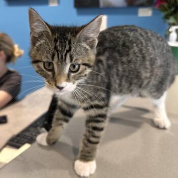 Domestic Short Hair Cats Available for Adoption in Chesapeake, Virginia - Zen | PetCurious