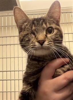 IRIS -  Domestic Short Hair Cat for Adoption in Houston, Texas - IRIS | PetCurious