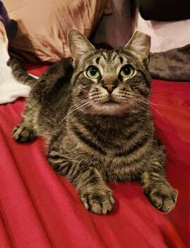 Oatie (FeLV+) -  Domestic Short Hair Cat for Adoption in Reston, Virginia - Oatie (FeLV+) | PetCurious