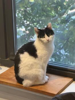 Cha Cha Matcha -  Domestic Short Hair Cat for Adoption in New York, New York - Cha Cha Matcha | PetCurious