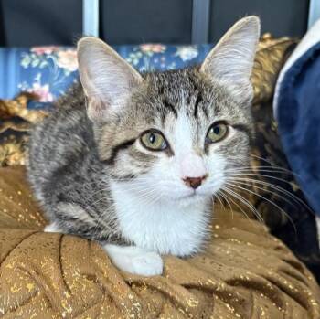 Rescue Domestic Short Hair Cats for Adoption in West Hollywood, California - Amber | PetCurious