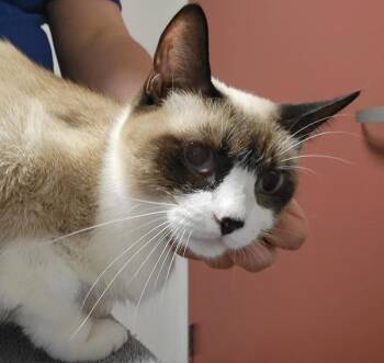 Domestic Short Hair and Siamese Cats Available for Adoption in Oakland, California - Suki | PetCurious