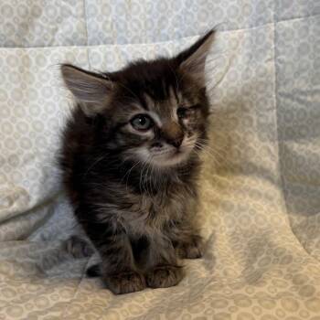 Domestic Short Hair Cats Available for Adoption - Wedge | PetCurious