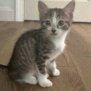Leon -  Domestic Short Hair Cat for Adoption in Jupiter, Florida - Leon | PetCurious