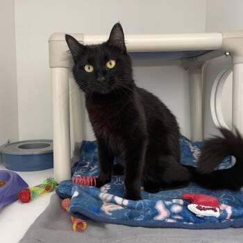Katie -  Domestic Medium Hair Cat for Adoption in Warwick, Rhode Island - Katie | PetCurious