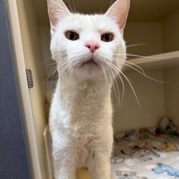Sugar -  Domestic Short Hair Cat for Adoption in Cody, Wyoming - Sugar | PetCurious