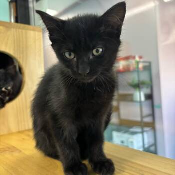 Merryweather -  Domestic Short Hair Cat for Adoption in Victoria, British Columbia - Merryweather | PetCurious