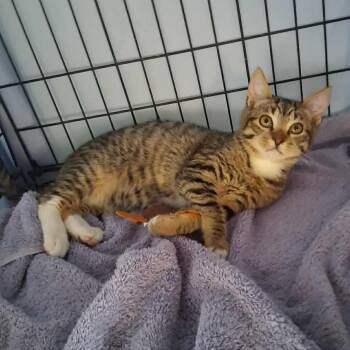 Domestic Short Hair Cats Available for Adoption - Annabel  | PetCurious