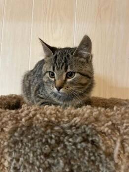 Rescue Domestic Short Hair Cats for Adoption in Watertown, Wisconsin - Thomas | PetCurious