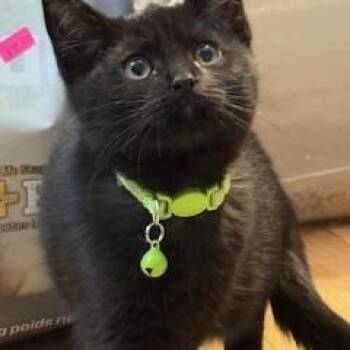 Rescue Domestic Short Hair Cats for Adoption in Lemoyne, Pennsylvania - Kiran (black Little Girl) | PetCurious