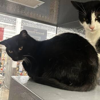 Envy -  Domestic Short Hair Cat Available for Adoption in Zimmerman, Minnesota - Envy | PetCurious
