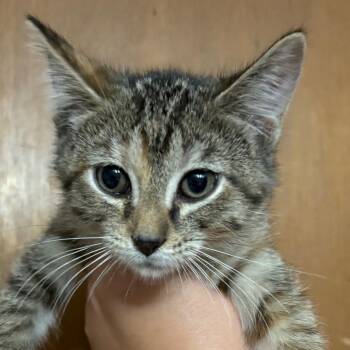 Penelope -  Domestic Short Hair Cat for Adoption - Penelope | PetCurious