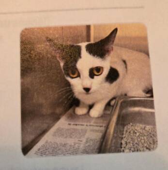 Mercedes -  Domestic Short Hair Cat for Adoption in Mount Airy, North Carolina - Mercedes | PetCurious