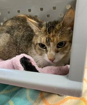 Domestic Short Hair Cats Available for Adoption in Springfield, Massachusetts - ARIA | PetCurious