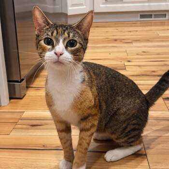 Savanah -  Calico and Domestic Short Hair Cat for Adoption in Mastic, New York - Savanah | PetCurious
