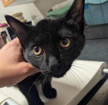 Benny -  Domestic Short Hair Cat for Adoption in Missoula, Montana - Benny | PetCurious