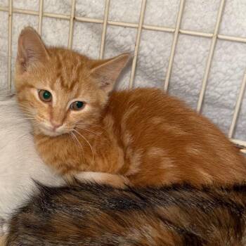 MeatLug -  Domestic Short Hair Cat for Adoption in Overland Park, Kansas - MeatLug | PetCurious