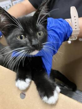 BETTY BOOP -  Domestic Short Hair Cat for Adoption in Long Beach, California - BETTY BOOP | PetCurious