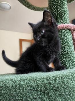Godiva -  Domestic Short Hair Cat for Adoption - Godiva | PetCurious