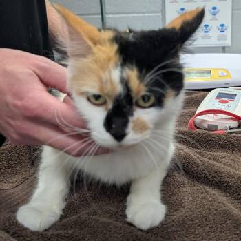 Kyla -  Domestic Short Hair Cat for Adoption in West Olive, Michigan - Kyla | PetCurious