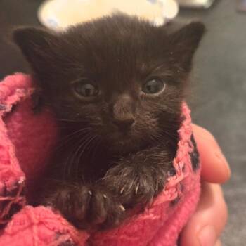 Bear 54235 -  Domestic Short Hair Cat for Adoption in Las Vegas, Nevada - Bear 54235 | PetCurious