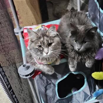 Domestic Long Hair Cats Available for Adoption in Edwardsville, Illinois - Jinx Monsoon | PetCurious