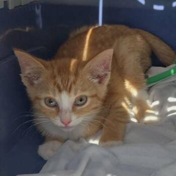 Garfield -  Domestic Short Hair Cat for Adoption in Gordonsville, Tennessee - Garfield | PetCurious