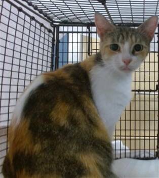 XENA -  Domestic Short Hair Cat Available for Adoption in Doral, Florida - XENA | PetCurious
