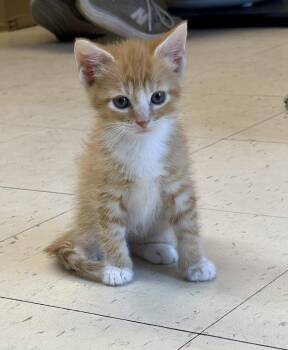 Mittens -  Domestic Short Hair Cat for Adoption in Dyersburg, Tennessee - Mittens | PetCurious