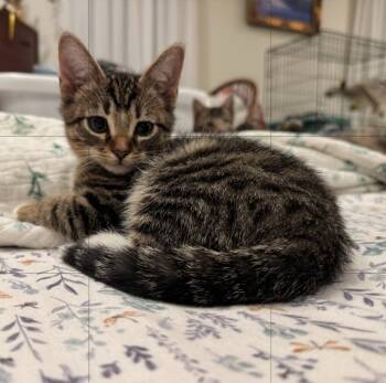 Rescue American Shorthair Cats for Adoption in Buford, Georgia - Robin | PetCurious
