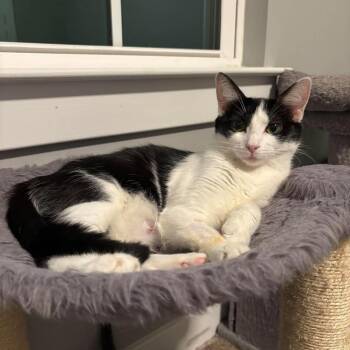 Madison -  Domestic Short Hair Cat for Adoption in Jarrettsville, Maryland - Madison | PetCurious