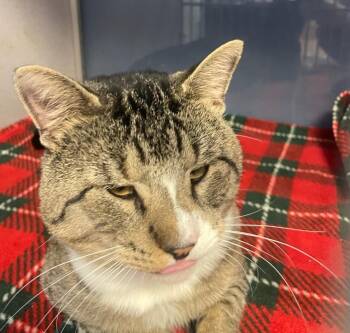 Domestic Short Hair Cats Available for Adoption - Jax | PetCurious