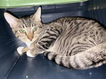 Freckels -  American Shorthair Cat for Adoption in Tampa, Florida - Freckels | PetCurious